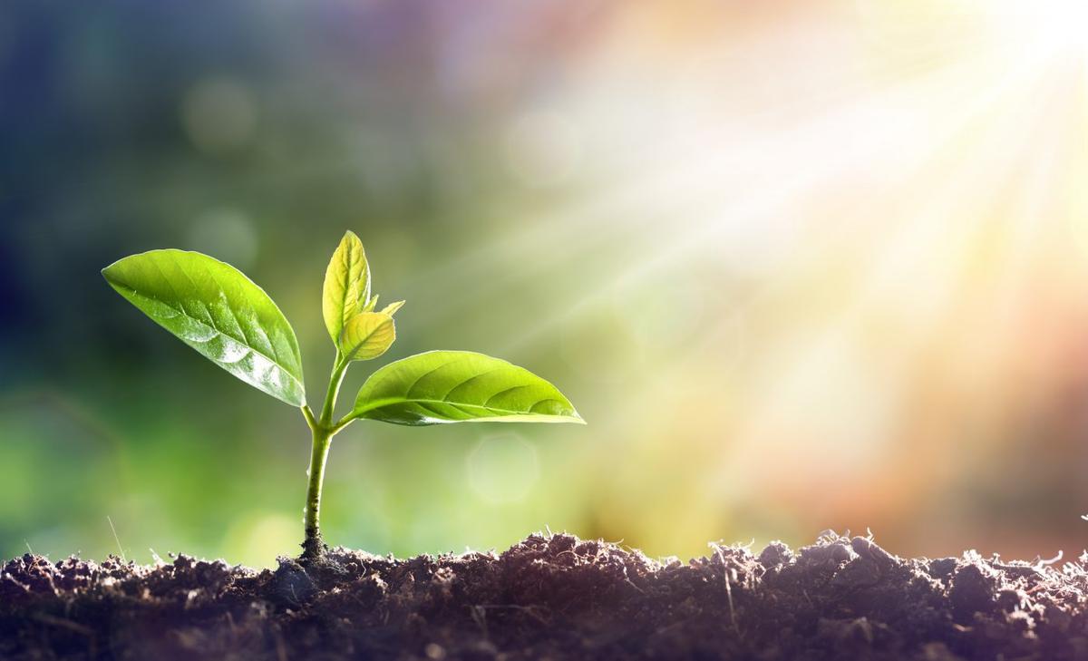 Sensors monitor the health of plants by interpreting distress signals 