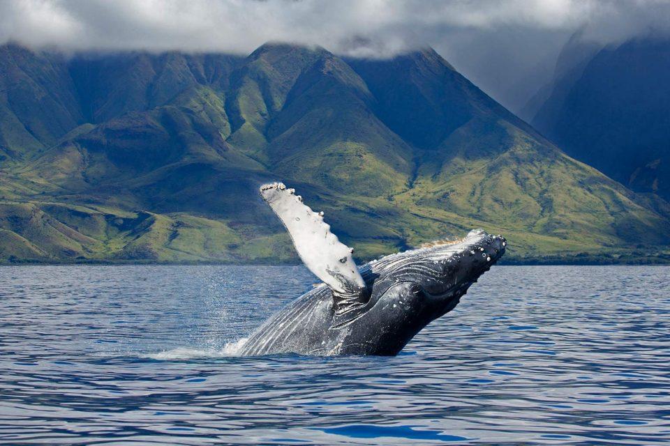 Marine megafauna extinctions will compromise critical ecosystem