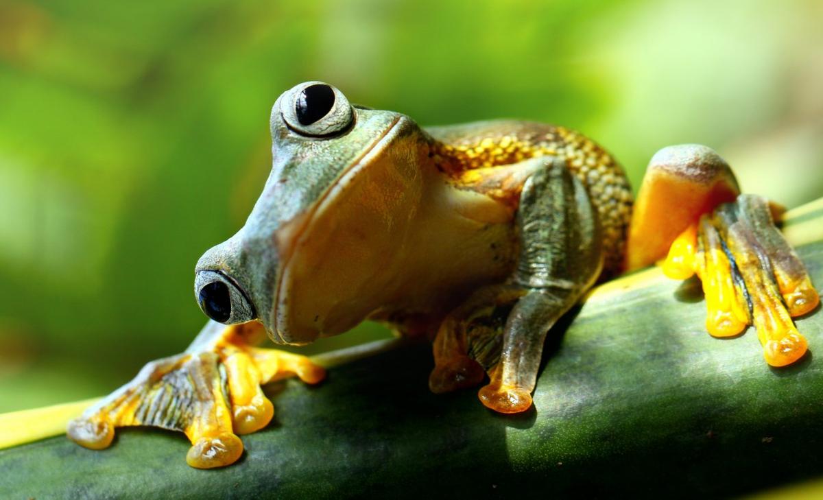 Conservation efforts to save amphibians are largely insufficient