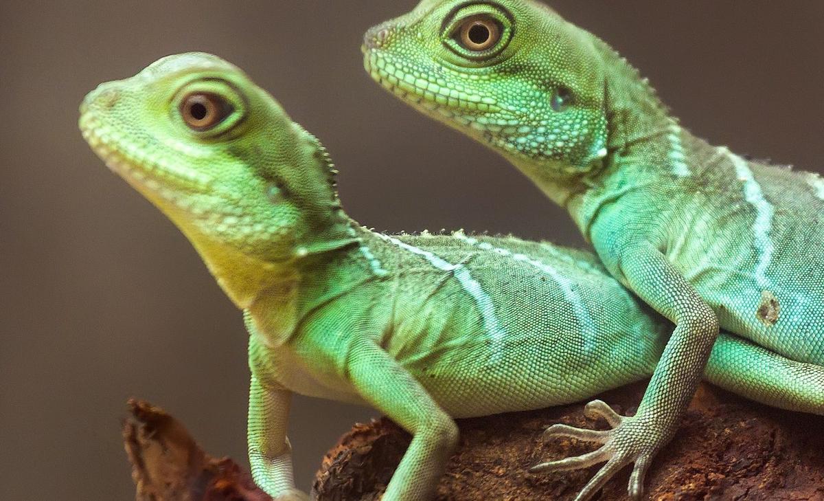 Lizards can create their very own "love language"