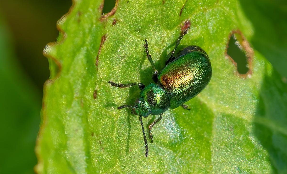 Beetles could relieve millions of people from ragweed allergies
