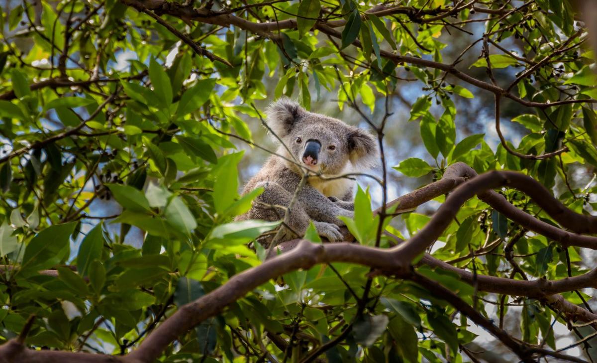 Recovery project launched to restore one million trees in Australia