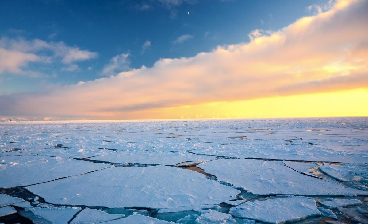 Sea ice loss is transforming the marine food web