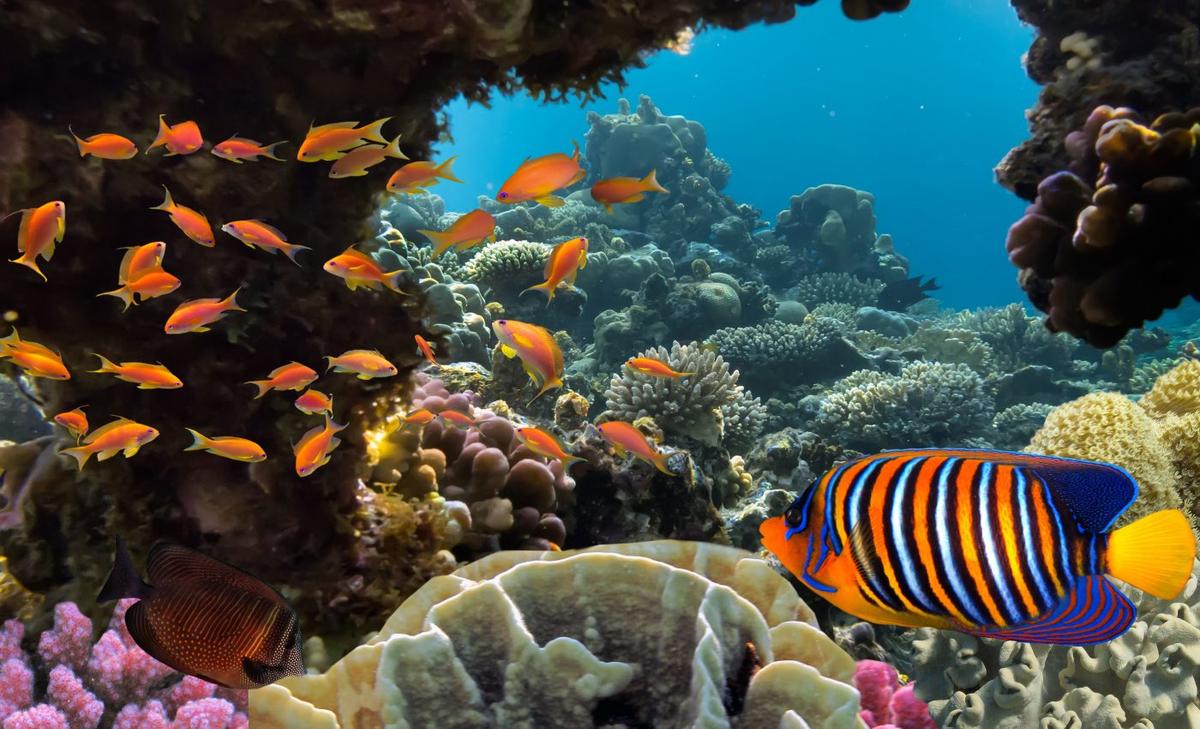 Ocean biodiversity has remained stable for over 500 million years