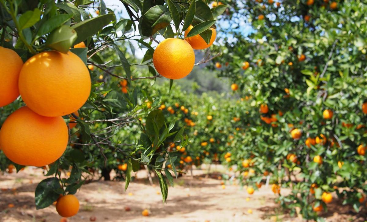 Plant injection system could rescue crops from deadly diseases