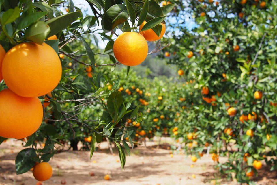 Plant injection system could rescue crops from deadly diseases