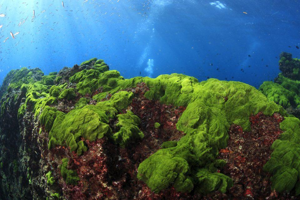 Ocean algae steal genes from bacteria
