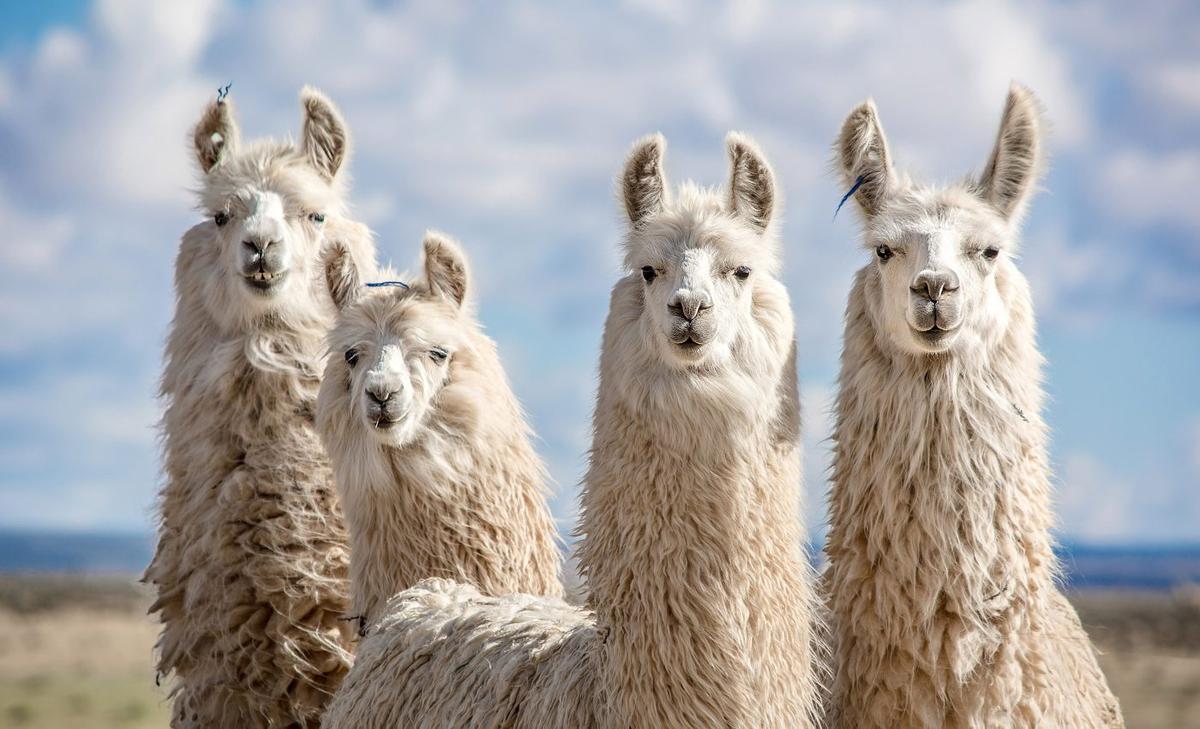 Antibodies from llamas may be effective against COVID-19