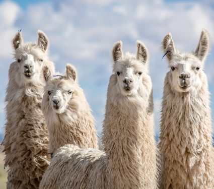 2020/04/shutterstock_1175616652.jpg