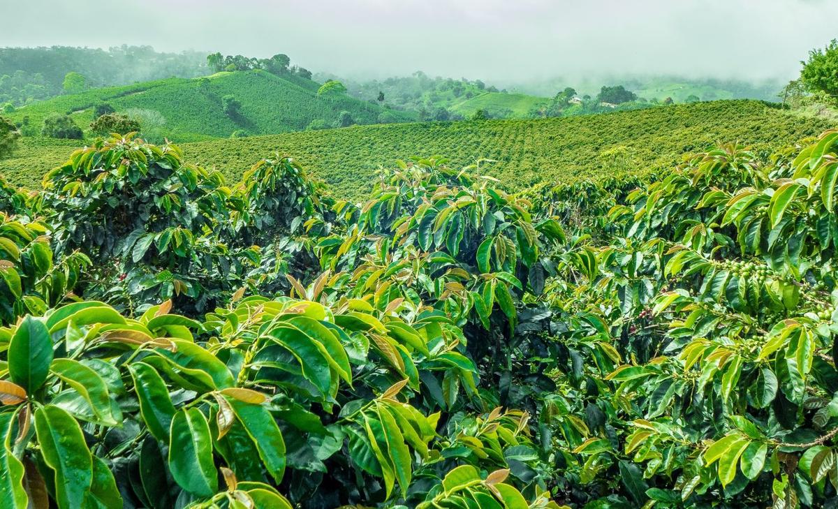 Coffee plants have core relationships with certain bacteria and fungi