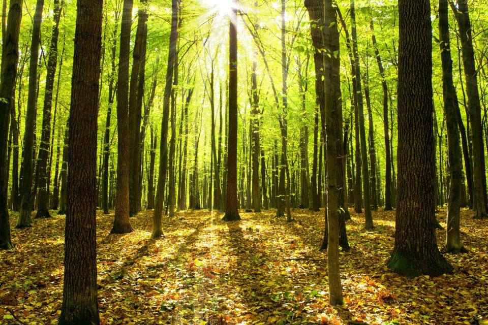 Forest Service releases state-by-state details on carbon emissions 