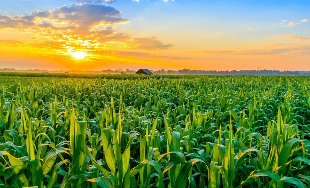 Climate-smart agricultural practices boost food security 