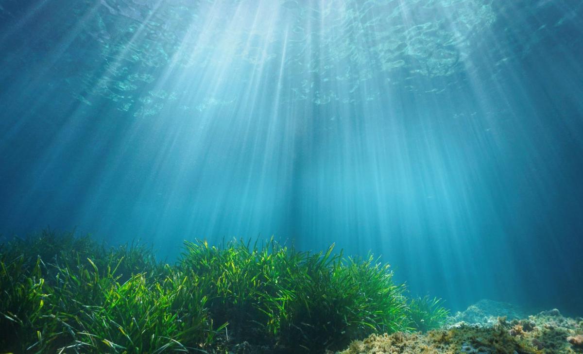 Mysterious microbes bubble up into the ocean floor
