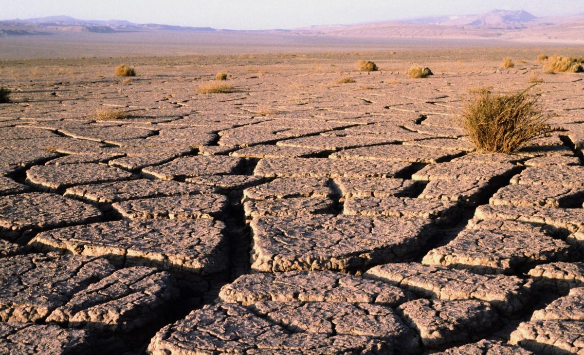 Organisms extract water from rocks to survive desert conditions