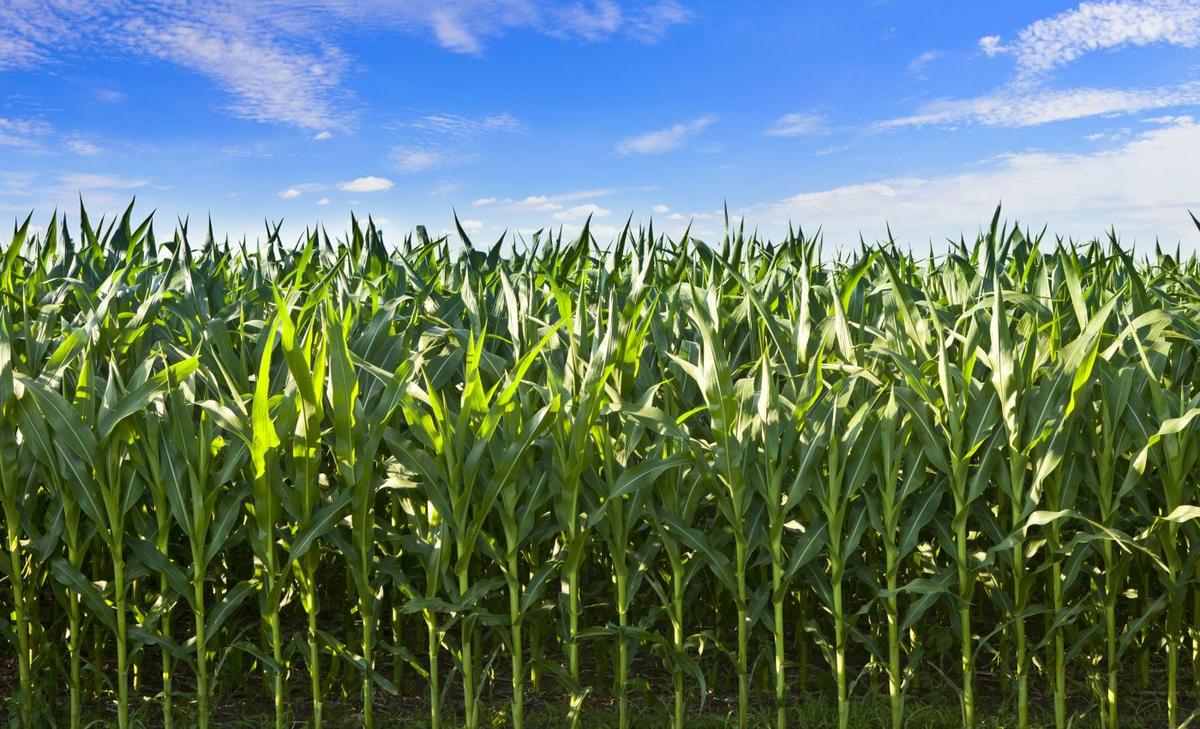 "Stress memory" helps plants become more resilient