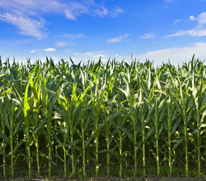 2020/05/shutterstock_150154451.jpg