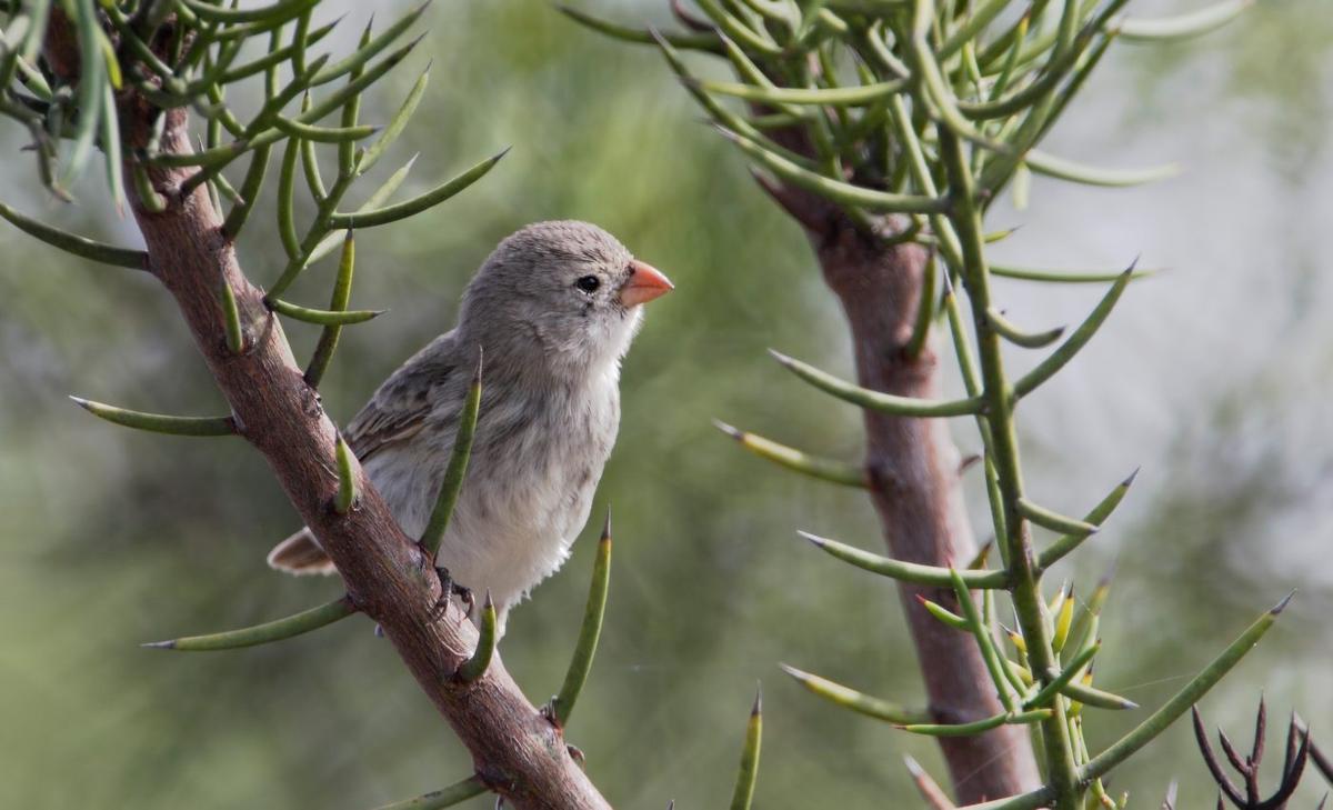 Cross-mating finches exchanged genes and beak shape