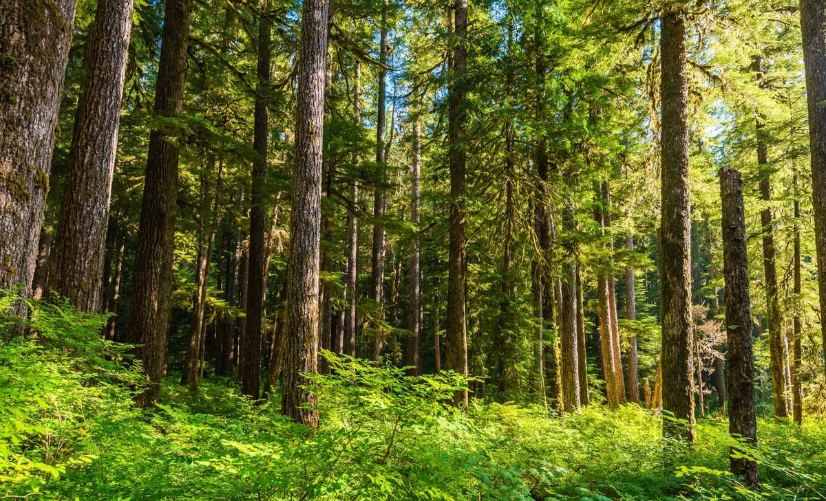 Tree diversity in temperate and dry forests should not be overlooked