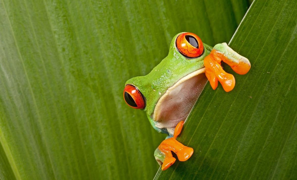 Tree frogs rely on illusions to deceive their enemies 