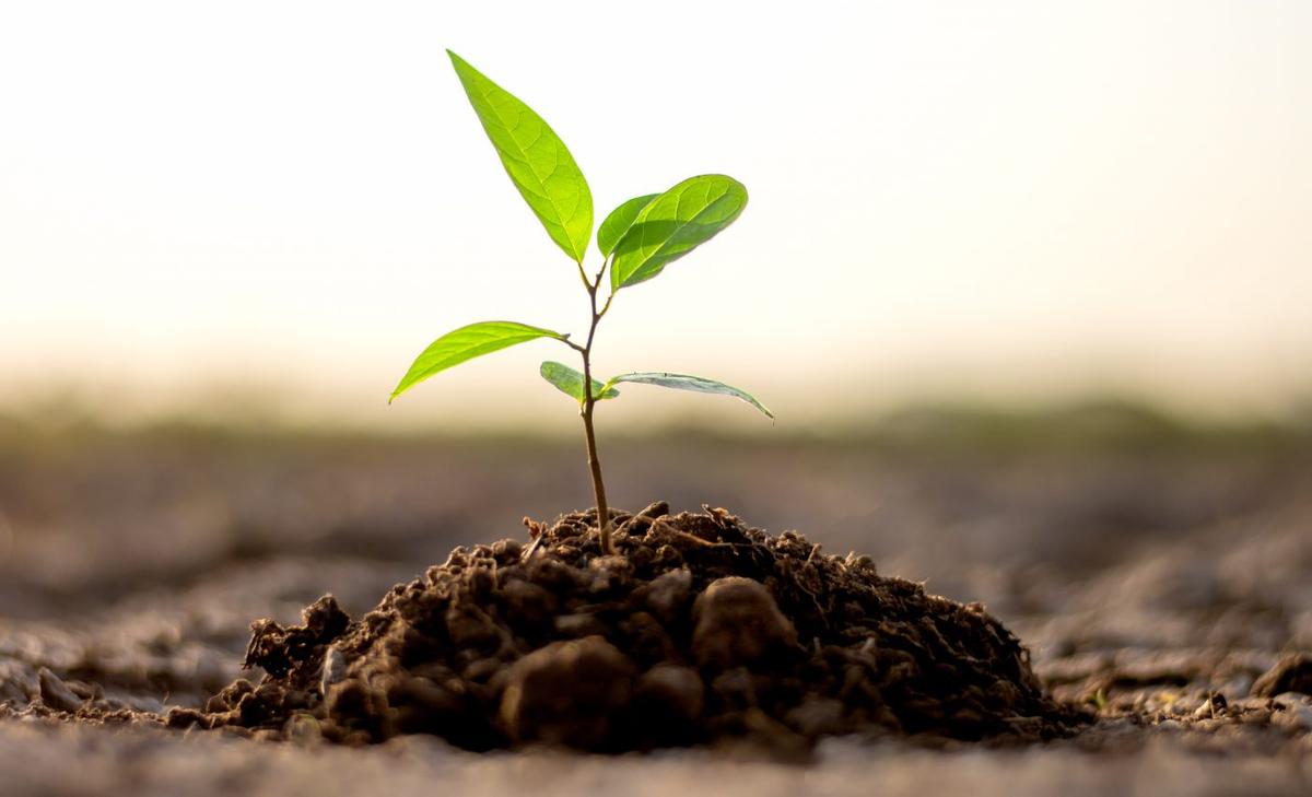 Planting trees will not solve the issue of climate change