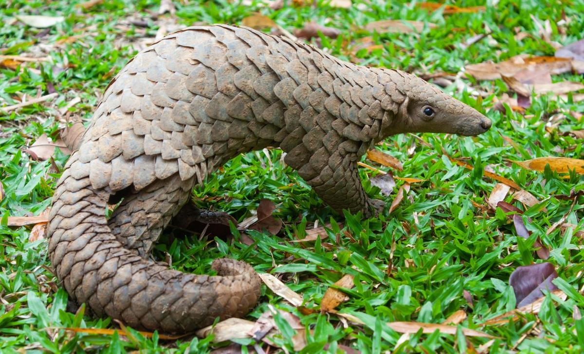 Pangolins are missing the genes mammals use to detect viruses