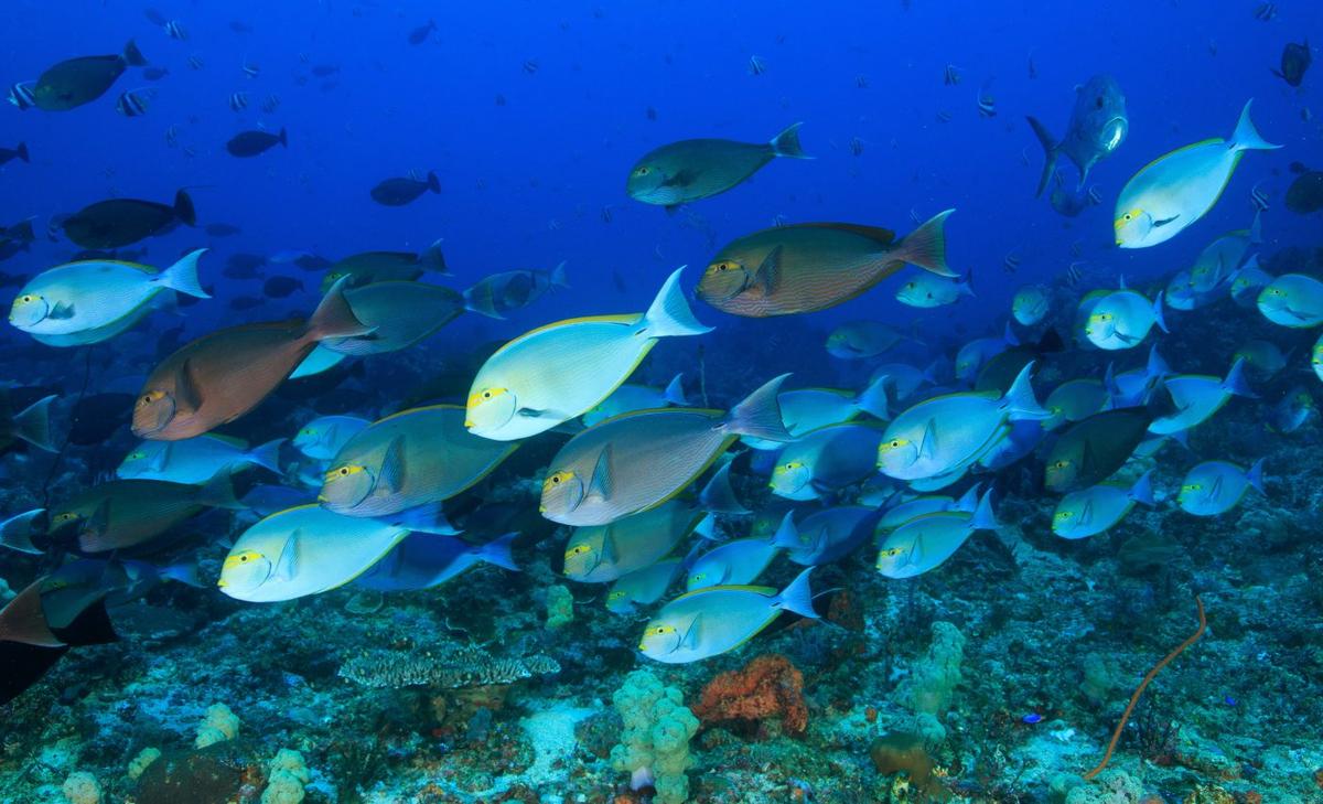 Commercial fishing may severely impact sexual selection 