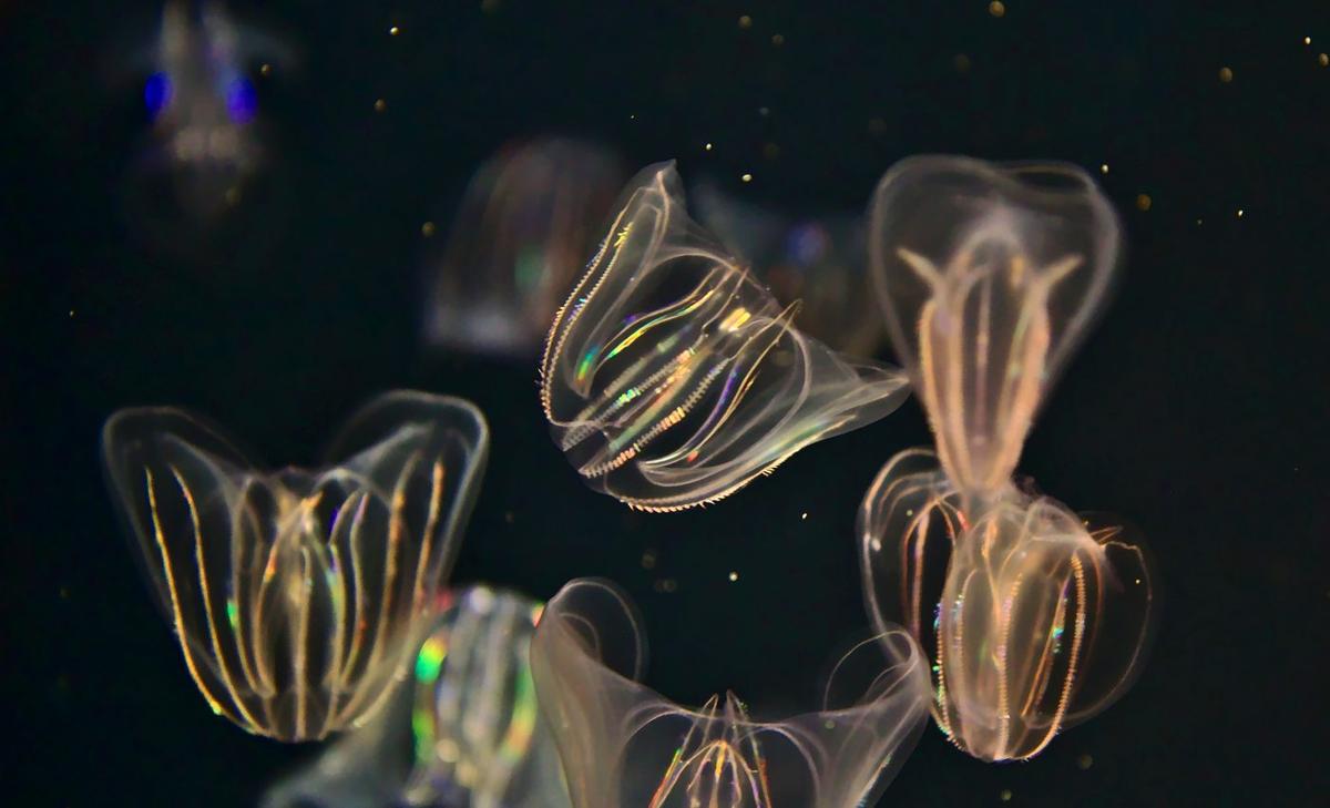 Comb jellies use cannibalism to survive long winters