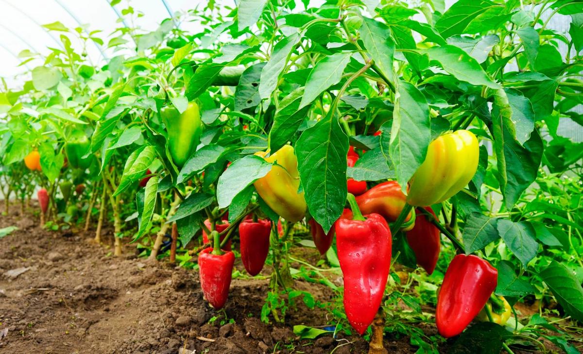 Scientists identify molecular link between nitrogen and plant growth
