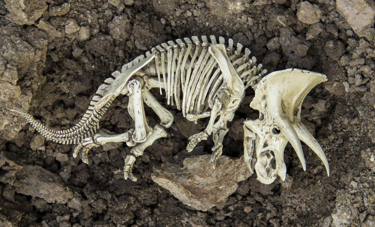 Dinosaur gender remains a mystery