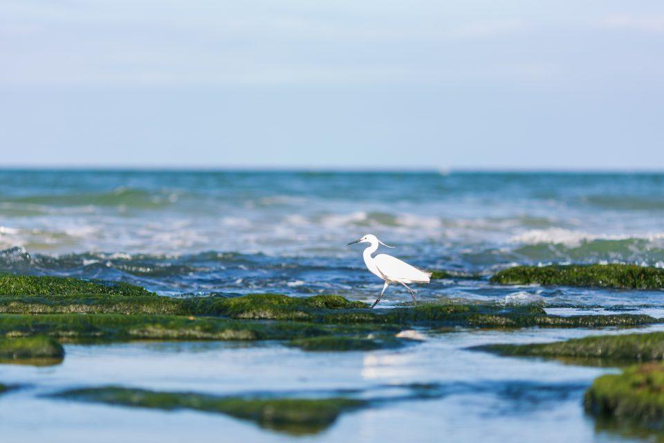 Groundbreaking technique turns rotting seaweed into biofuels 
