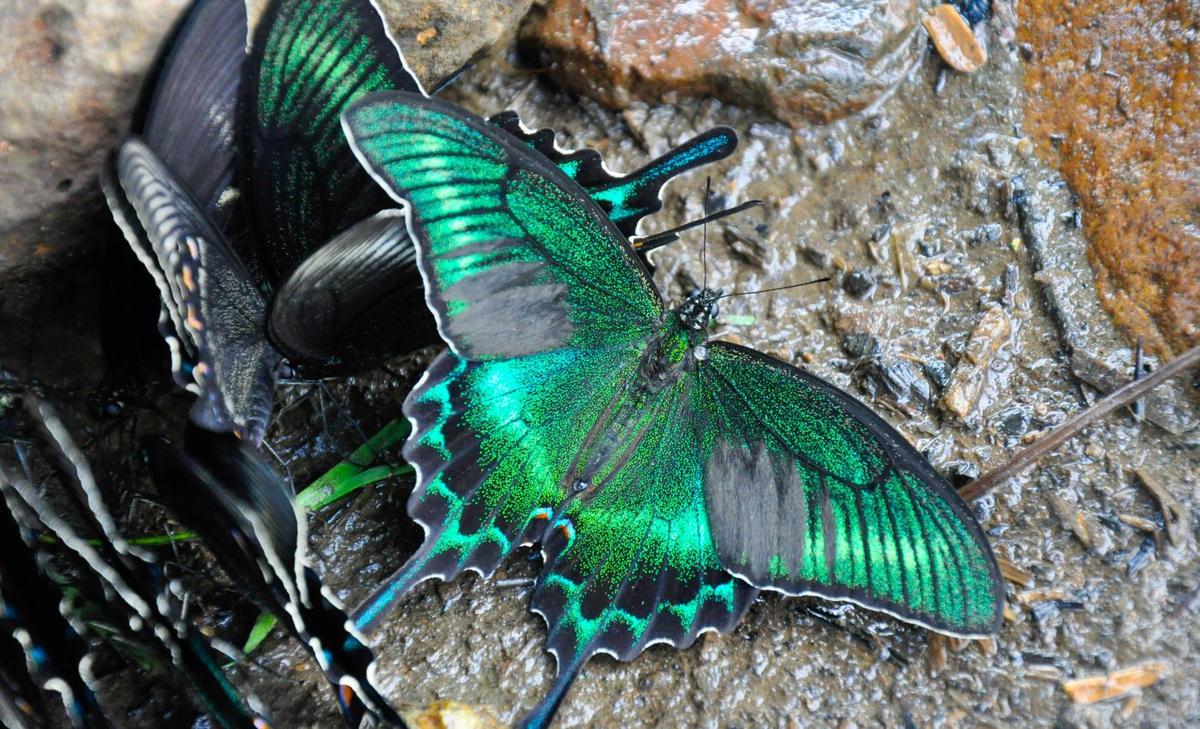 Alpine butterflies threatened by ecosystem changes
