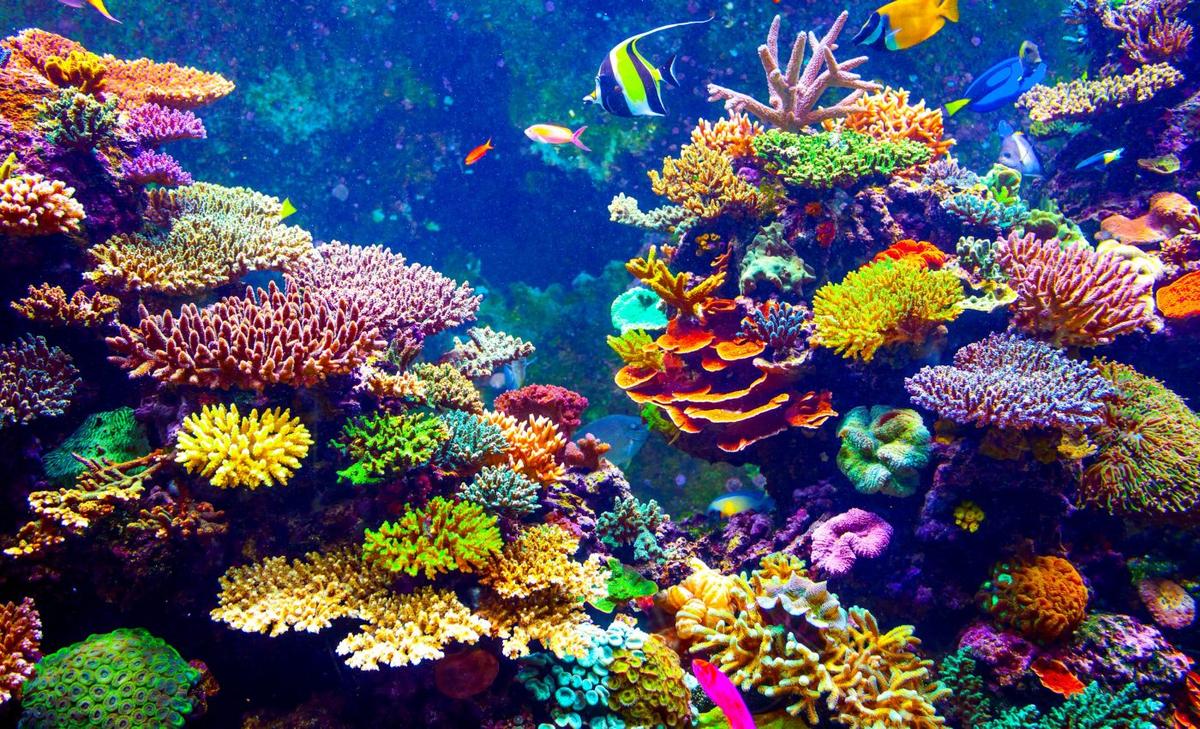 Scientists have created corals with a higher heat tolerance