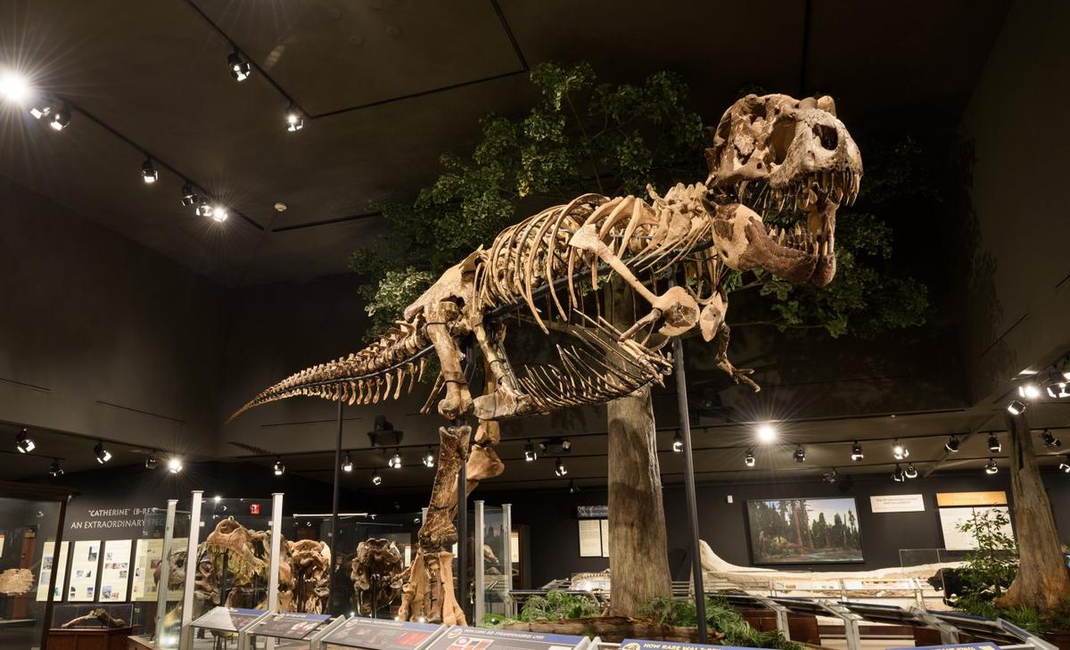 Dinosaurs with long legs were not built for speed