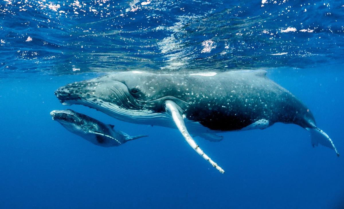 Whales are at risk of ship strikes in the Magellan Strait