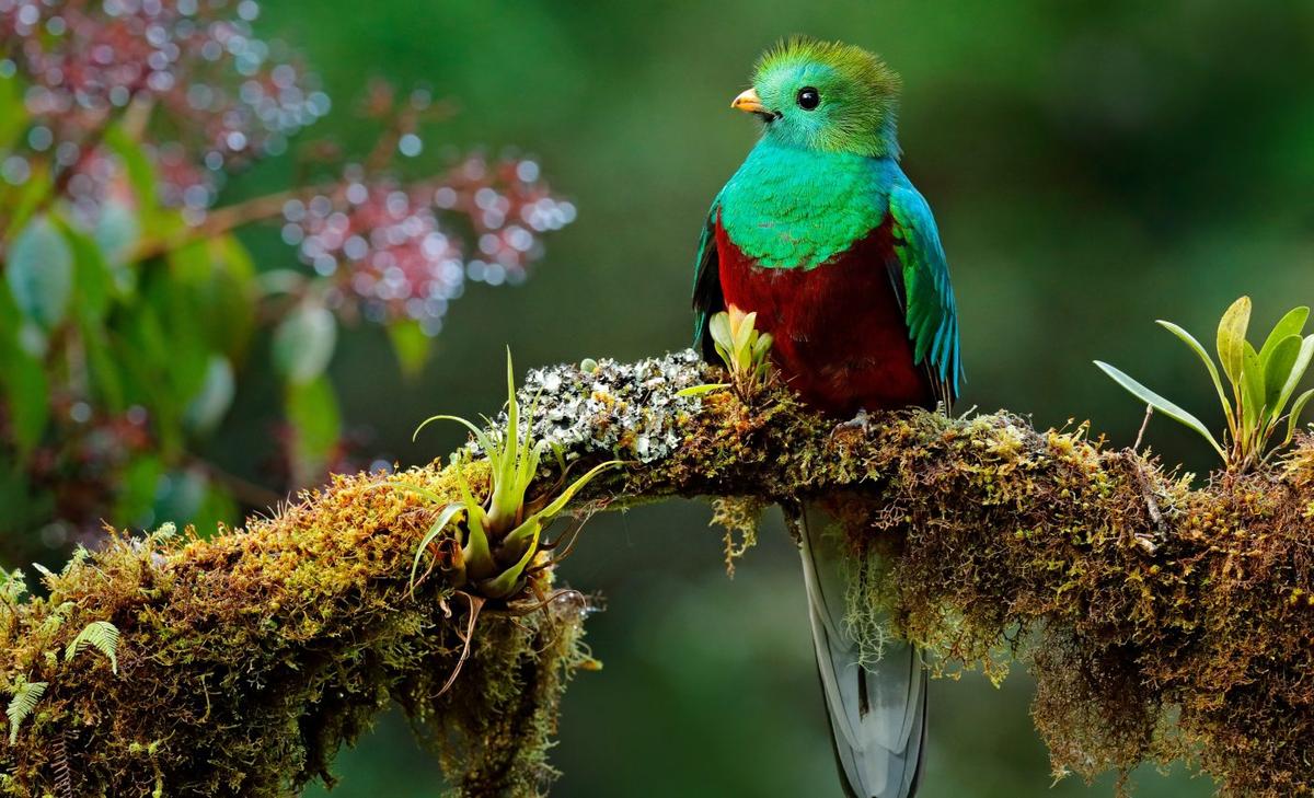 Why do some birds develop so much faster than others?