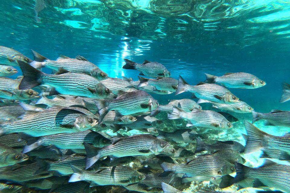 Rockfish leave Chesapeake Bay at a specific length