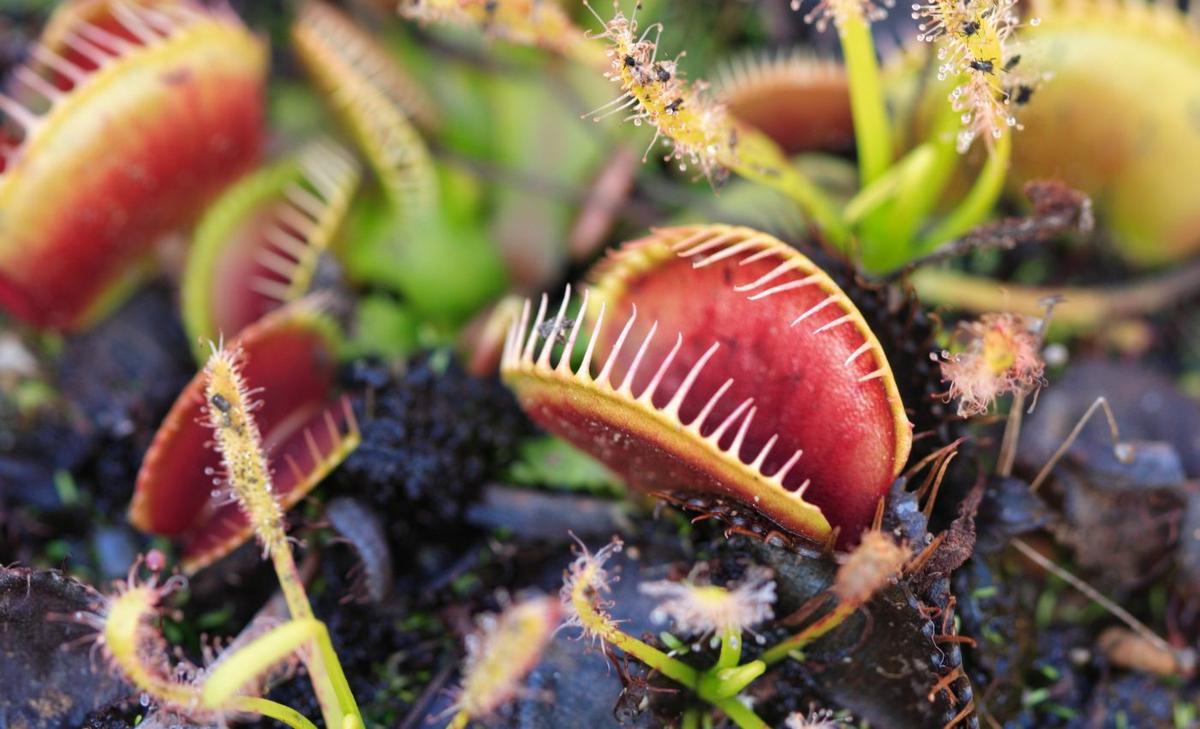 The secret lives of carnivorous plants 