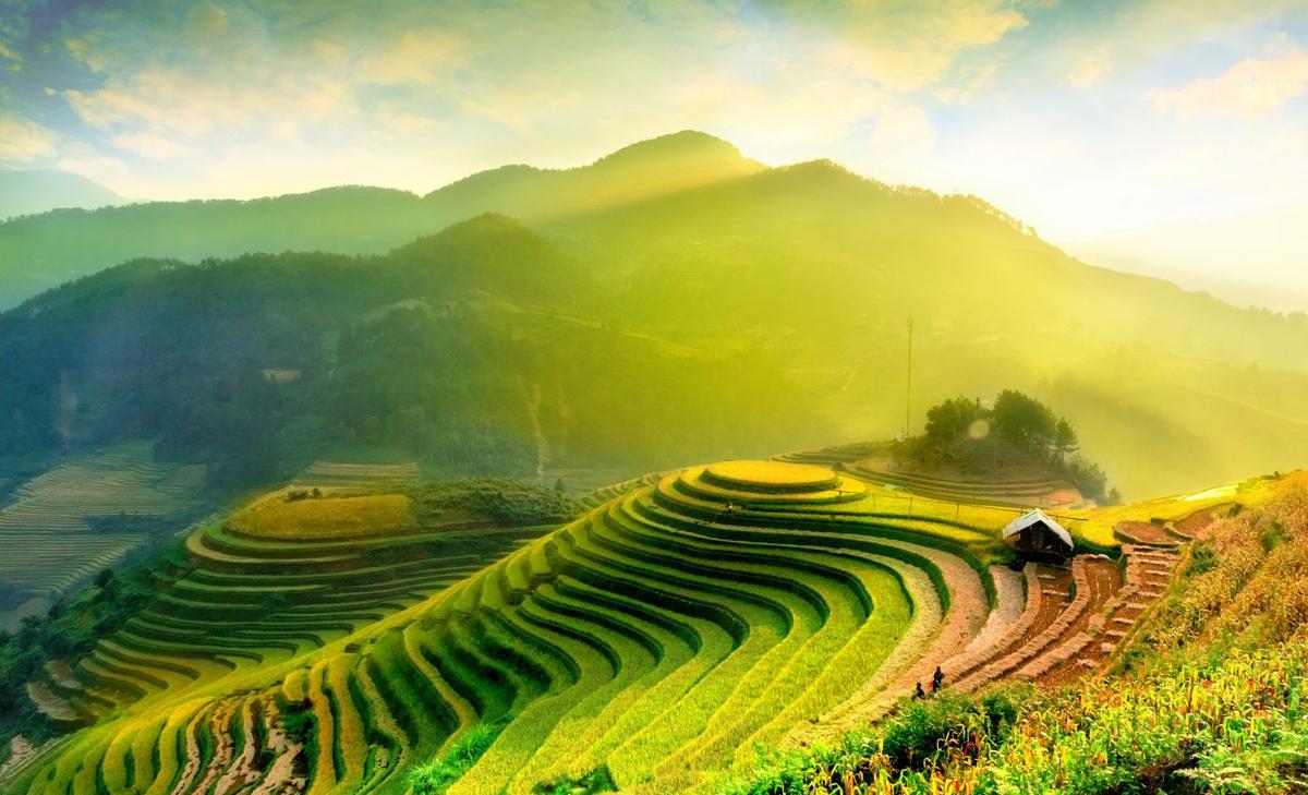 Evolution of rice linked to climate change
