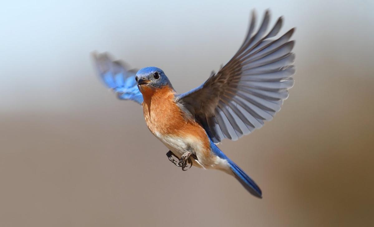Bird wing shape is driven by environment and behavior