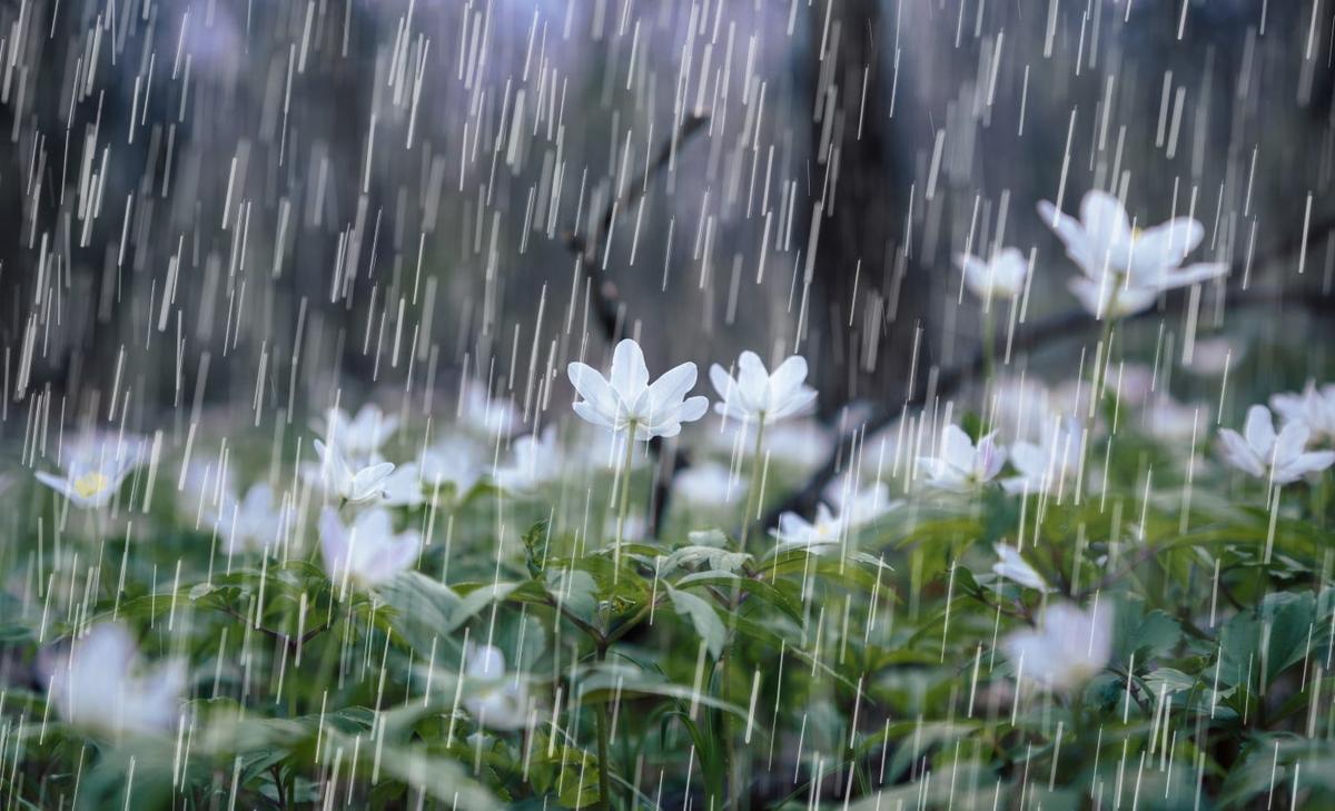 Spring rainfall is an unexpected source of pollen