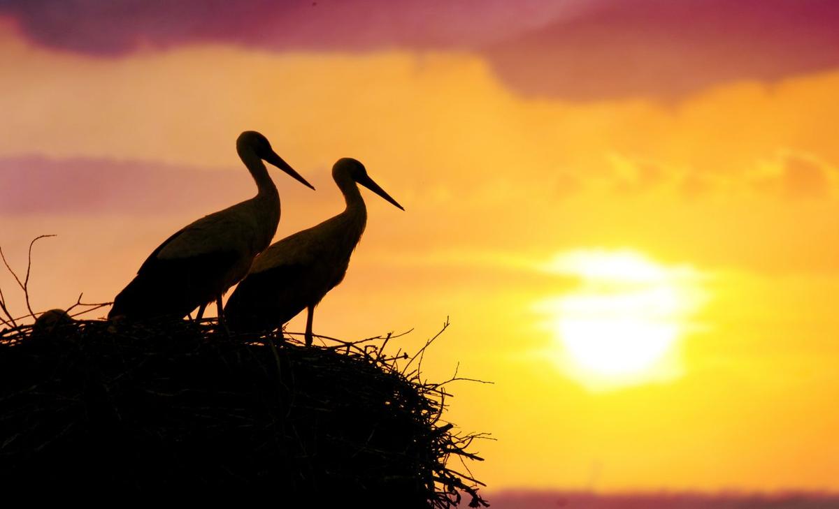 Scientists explore the basis of animal decision-making