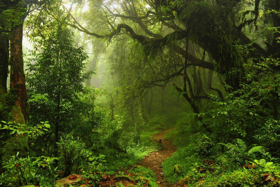Tropical forests can adapt, but they have their limits