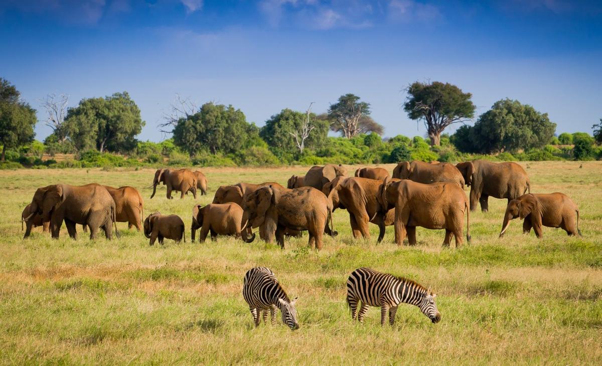 Experts map the genetic diversity of mammals on a global scale 