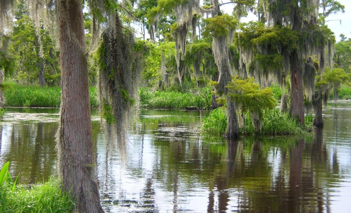 Marshes in the Mississippi Delta are drowning 