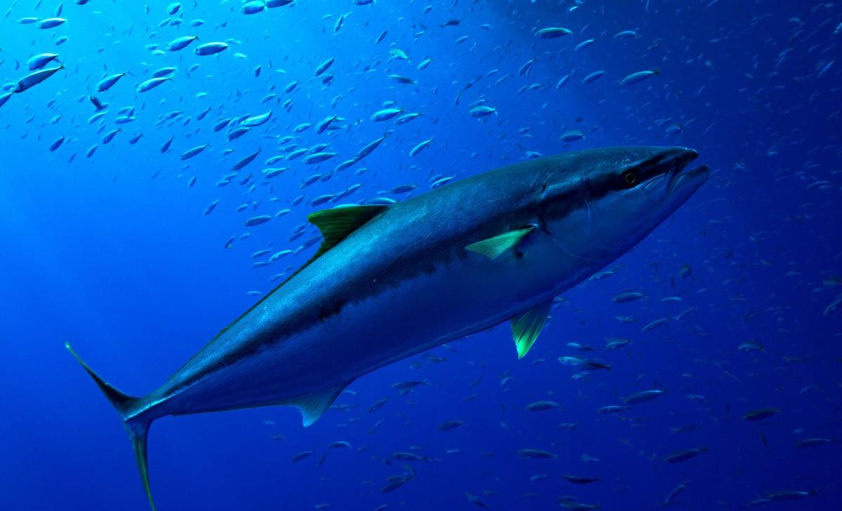 Deep sea life cannot escape global warming