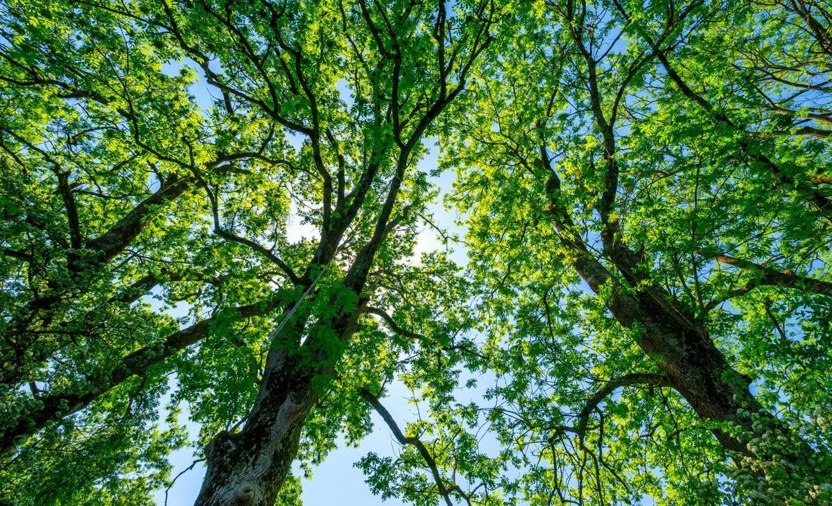 Resistance genes could save billions of ash trees from beetles