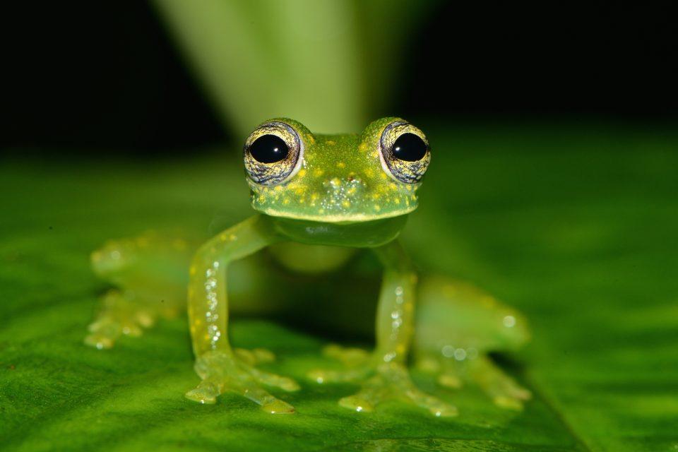 Glass frogs have a previously unknown form of camouflage
