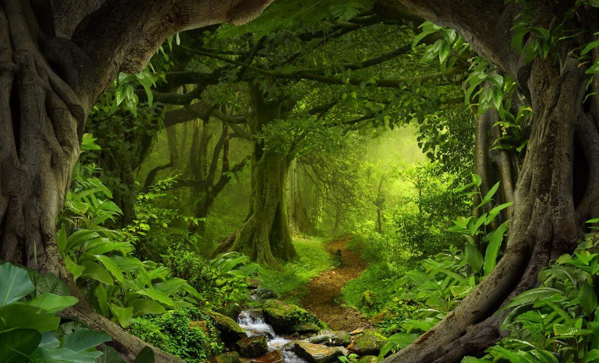 To stop deforestation, we must first understand humans