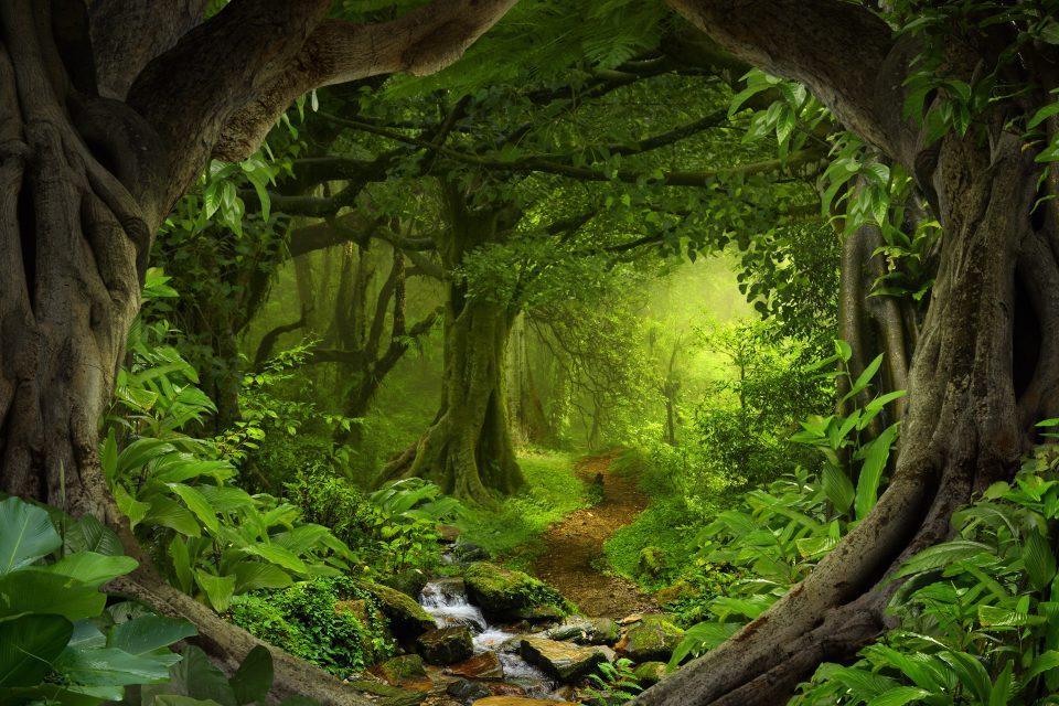 To stop deforestation, we must first understand humans