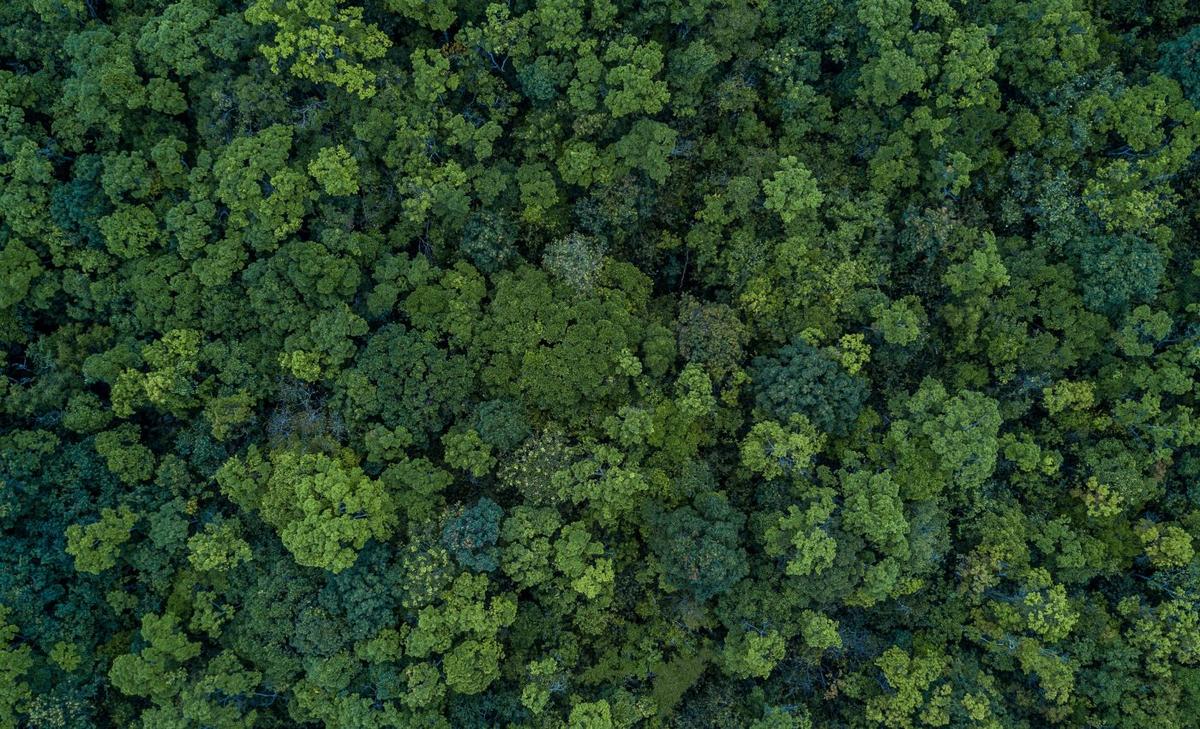 Climate change is transforming forests worldwide